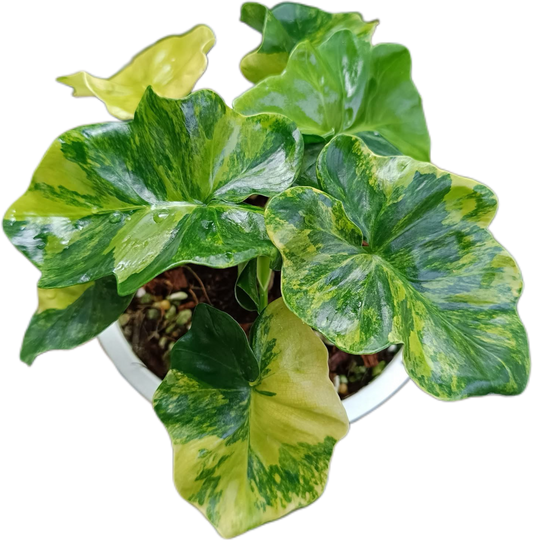 Philodendron Super Atom Variegated  Tissue Culture – Wholesale Set of 10 Plants