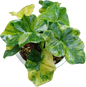 Philodendron Super Atom Variegated  Tissue Culture – Wholesale Set of 10 Plants