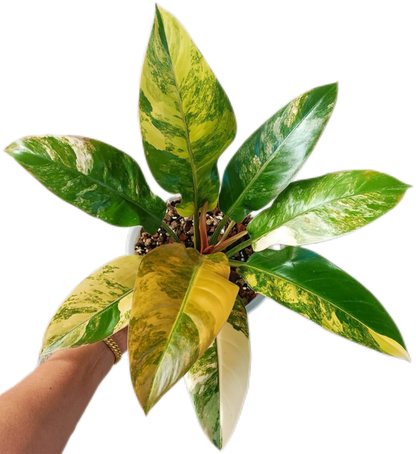 Philodendron Imperial Red Variegated – Tissue Culture | Wholesale Set of 10 Plants