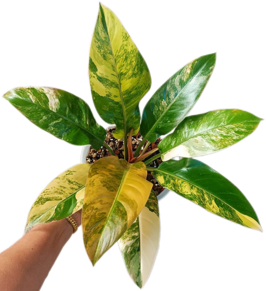 Philodendron Imperial Red Variegated  Tissue Culture – Wholesale Set of 10 Plants
