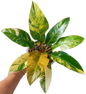 Philodendron Imperial Red Variegated  Tissue Culture – Wholesale Set of 10 Plants
