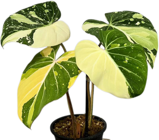 Philodendron Gloriosum Variegated  Tissue Culture – Wholesale Set of 10 Plants