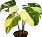 Philodendron Gloriosum Variegated  Tissue Culture – Wholesale Set of 10 Plants