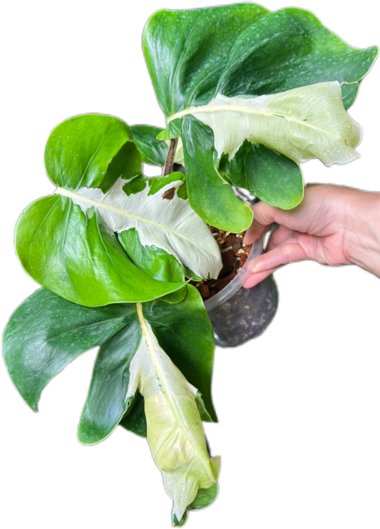 Monstera White Lava Ghost  – Tissue Culture Wholesale Set of 10 Plants