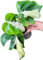 Monstera White Lava Ghost  – Tissue Culture Wholesale Set of 10 Plants