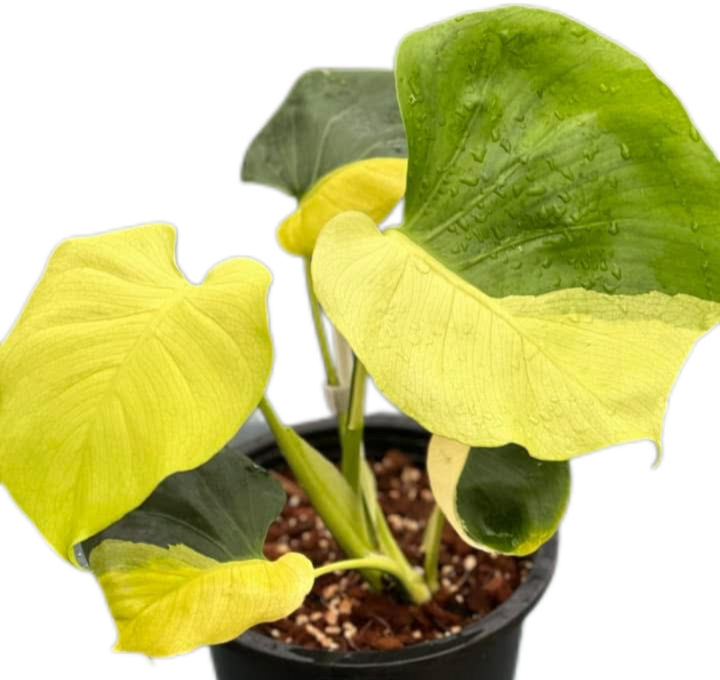 Monstera Lemon Lime Full Variegation   – Tissue Culture Wholesale Set of 10 Plants