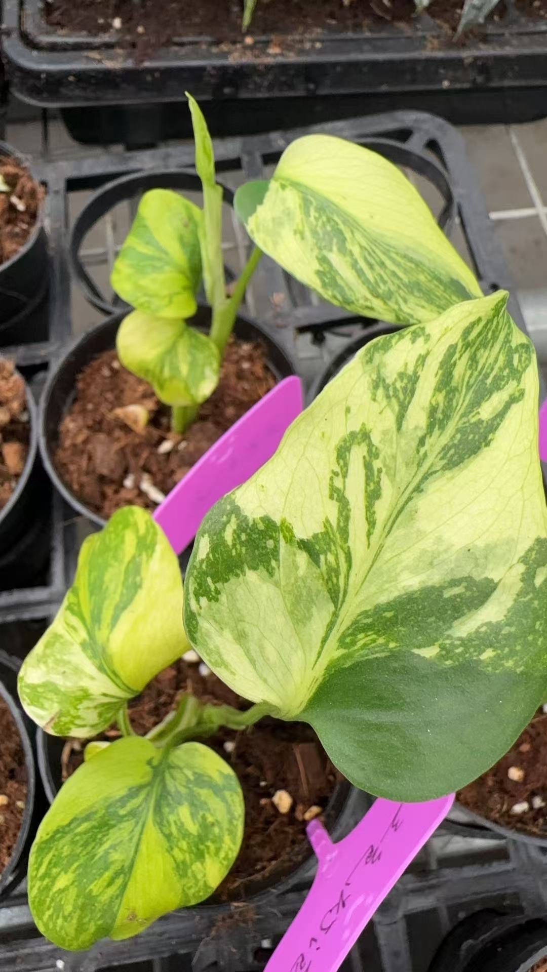 Monstera Deliciosa “Electro Light” – Tissue Culture Wholesale Set of 10 Plants