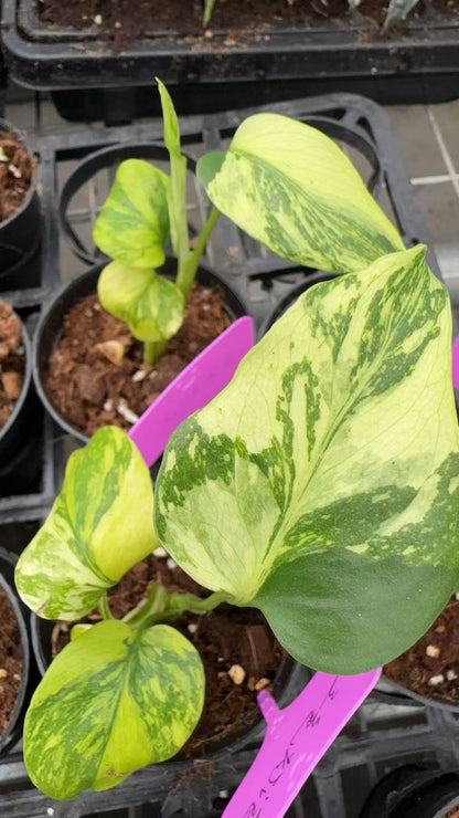 Monstera Deliciosa “Electro Light” – Tissue Culture Wholesale Set of 10 Plants