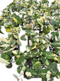 Philodendron Gloriosum Variegated Set of 10 plants BIG SIZE