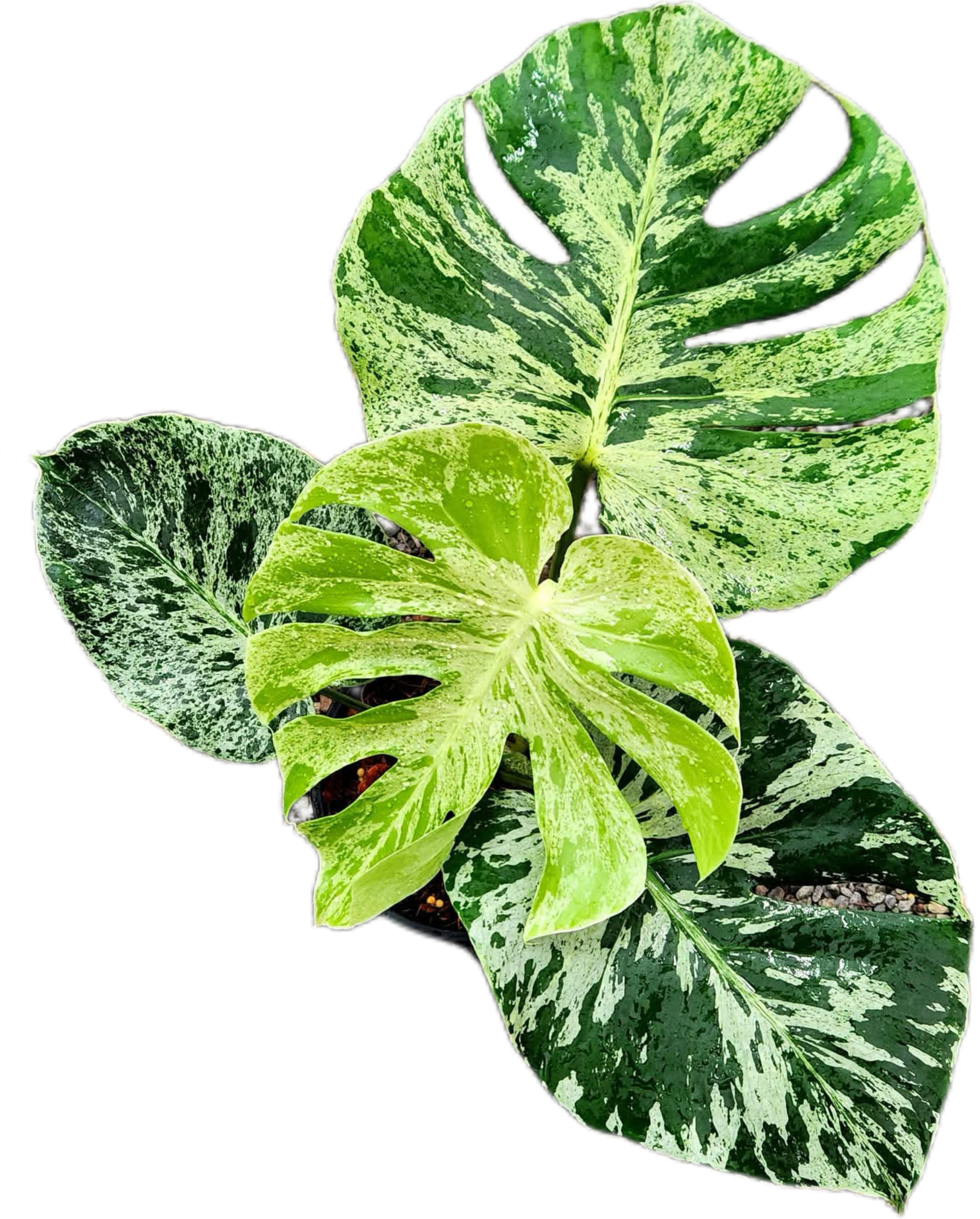 Monstera “Bulbasaur”  