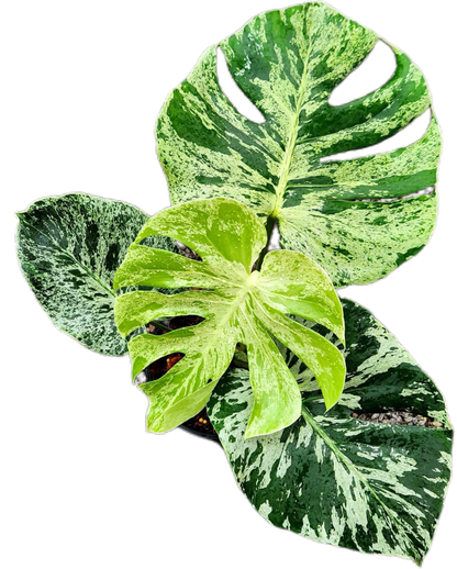 Monstera “Bulbasaur”  