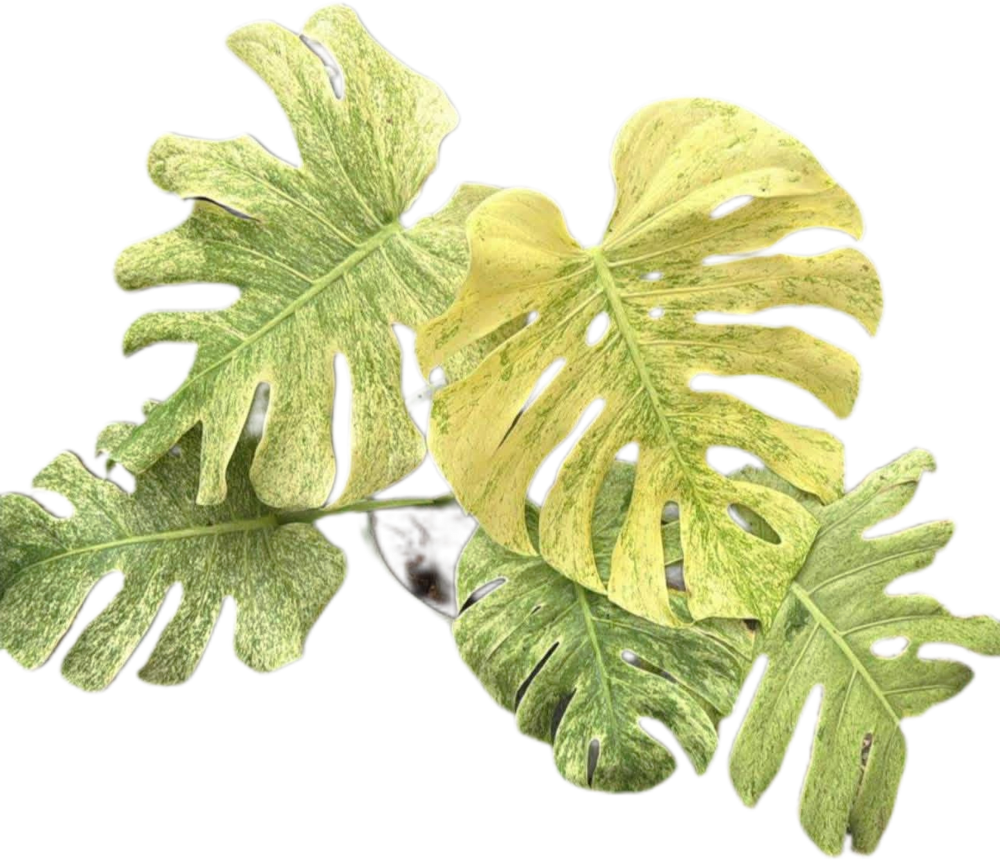 Monstera Deliciosa “Mint” NOID – Tissue Culture Wholesale Set of 10 Plants