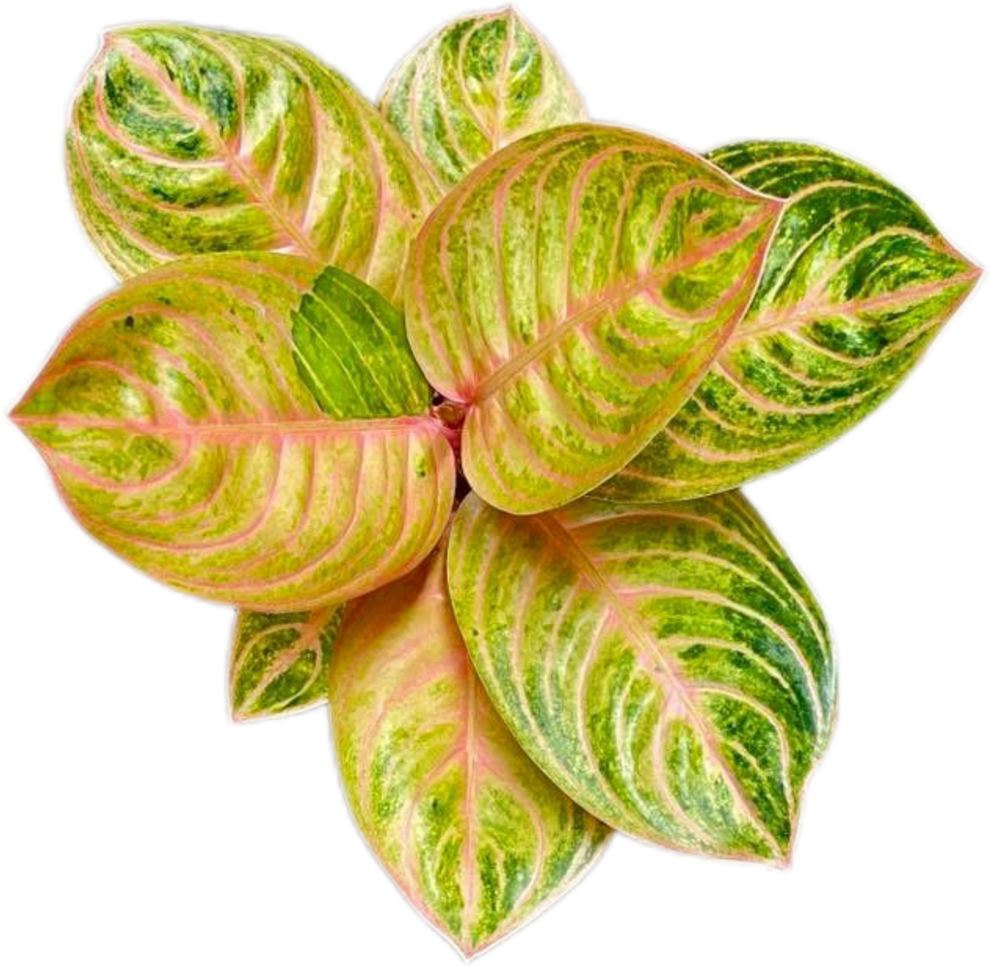 Aglaonema “Siam Perfect” – Wholesale Set of 10 Plants