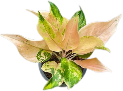 Aglaonema “Amazon” – Wholesale Set of 10 Plants