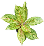 Aglaonema Green Lemon – Wholesale Set of 10 Plants
