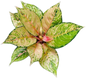 Aglaonema Rainbow – Wholesale Set of 10 Plants