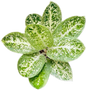 Aglaonema “Milky Way” – Wholesale Set of 10 Plants