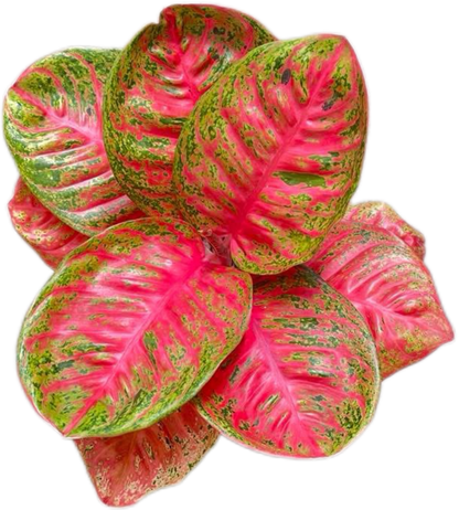 Aglaonema “Sombat Siam” Wholesale of 10 Plants