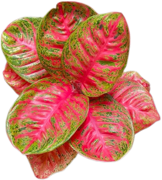 Aglaonema “Sombat Siam” Wholesale of 10 Plants