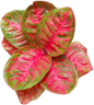 Aglaonema “Sombat Siam” Wholesale of 10 Plants