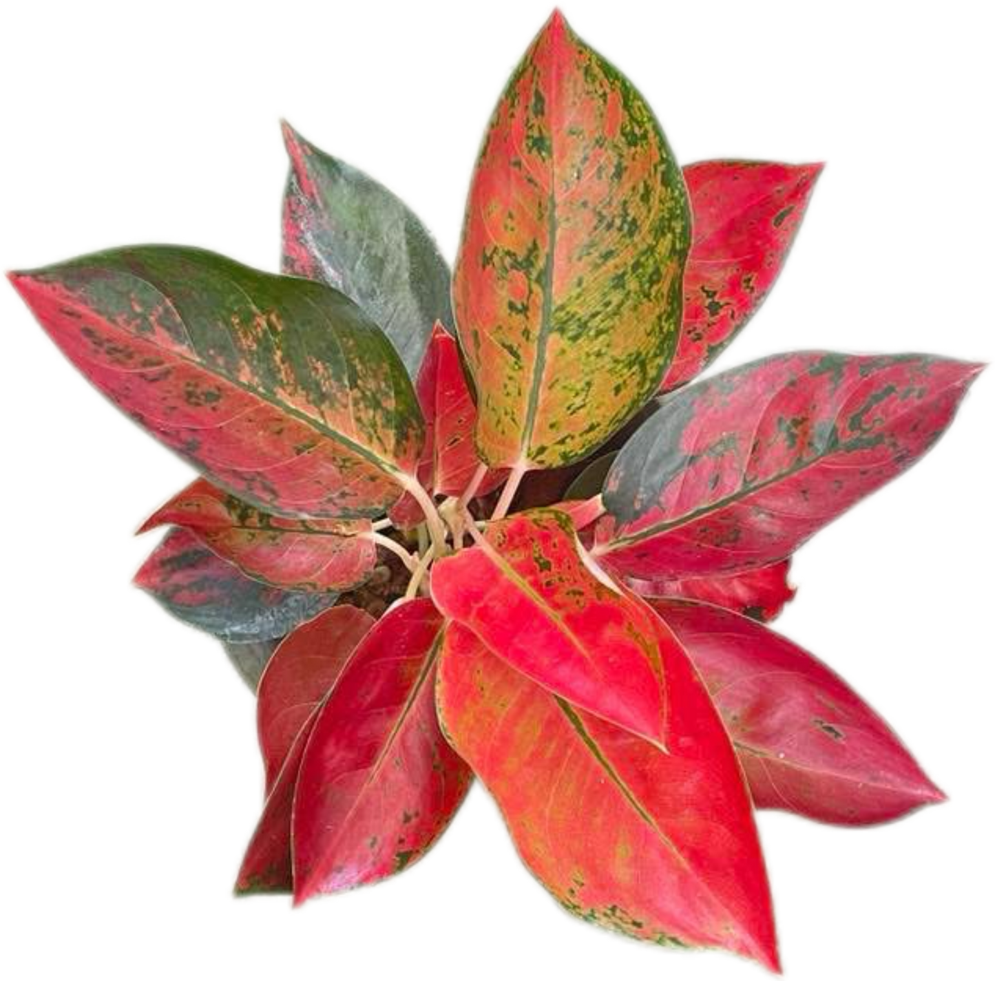 Aglaonema Kochin (Cochin) Orange– Wholesale Set of 10 Plants