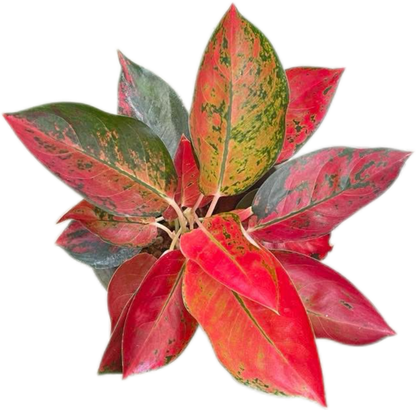 Aglaonema Kochin (Cochin) Orange– Wholesale Set of 10 Plants