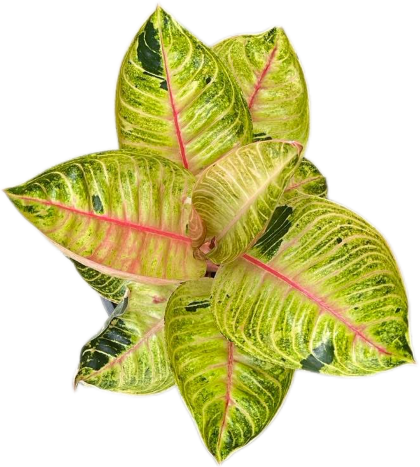 Aglaonema “Moonlight” (Moonlight Aglaonema) Wholesale Set of 10 Plants