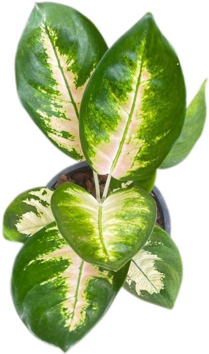 Aglaonema Chang Khao (White Elephant) – Wholesale Set of 10 Plants