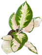 Aglaonema Chang Khao (White Elephant) – Wholesale Set of 10 Plants