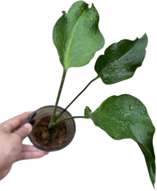 Monstera deliciosa “Unniiae” – Rare Collector’s Form