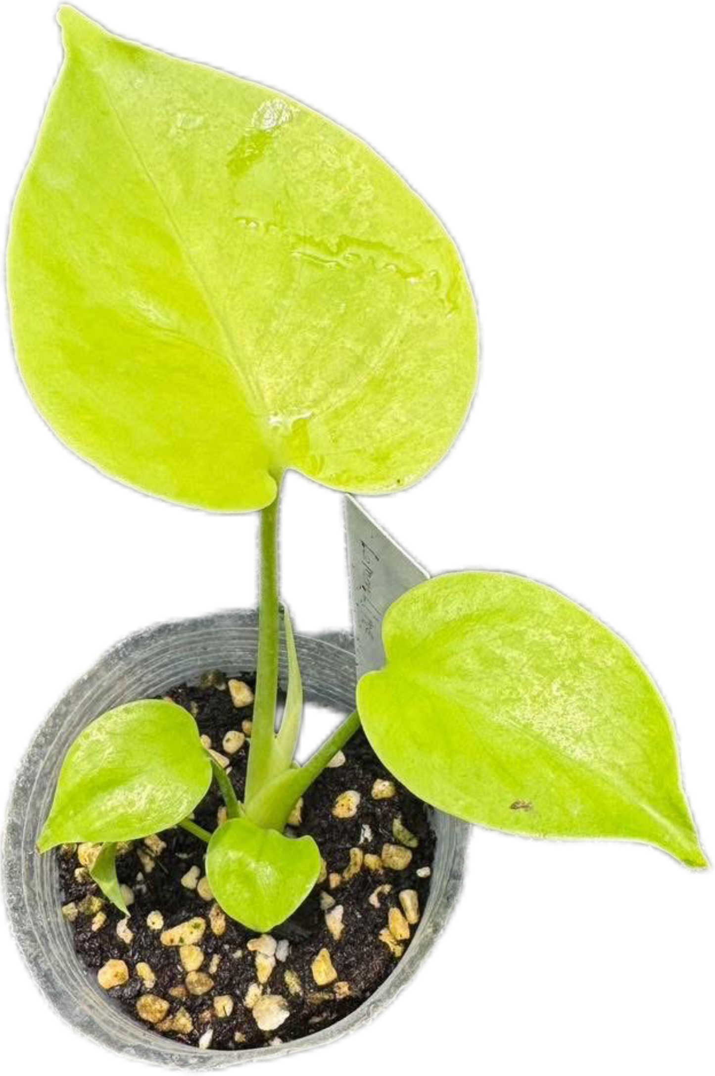 Monstera Lemon Lime Full Variegation   – Tissue Culture Wholesale Set of 10 Plants