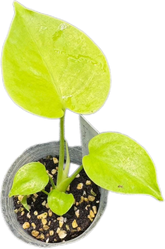 Monstera Lemon Lime Full Variegation   – Tissue Culture Wholesale Set of 10 Plants