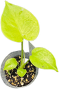 Monstera Lemon Lime Full Variegation   – Tissue Culture Wholesale Set of 10 Plants