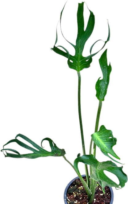 Monstera deliciosa “Unniiae” – Rare Collector’s Form
