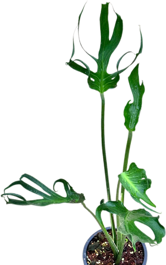 Monstera deliciosa “Unniiae” – Rare Collector’s Form