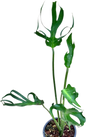 Monstera deliciosa “Unniiae” – Rare Collector’s Form