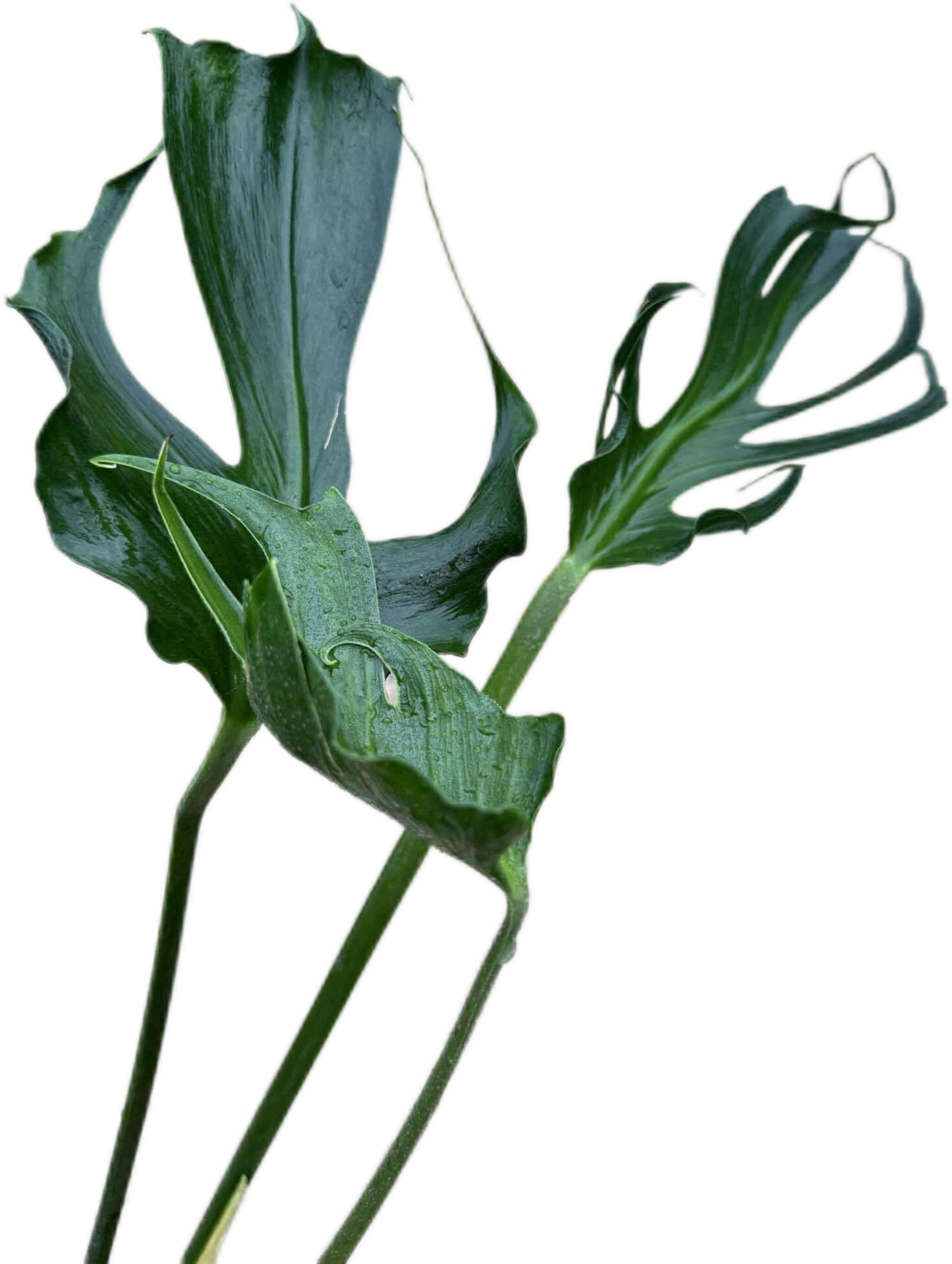Monstera deliciosa “Unniiae” – Rare Collector’s Form