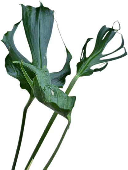 Monstera deliciosa “Unniiae” – Rare Collector’s Form
