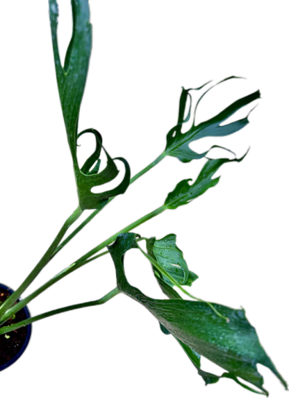 Monstera deliciosa “Unniiae” – Rare Collector’s Form