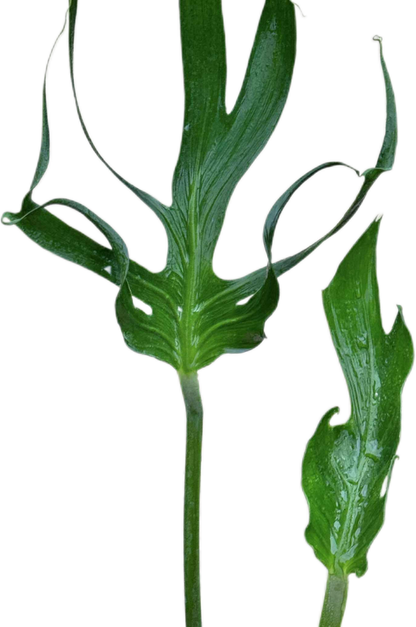 Monstera deliciosa “Unniiae” – Rare Collector’s Form