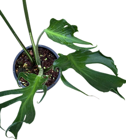 Monstera deliciosa “Unniiae” – Rare Collector’s Form