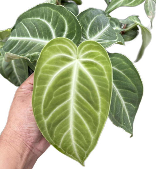 Anthurium villenaorum Croat & J. Rodr. – Set of 5 Plants