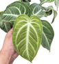 Anthurium villenaorum Croat & J. Rodr. – Set of 5 Plants
