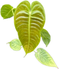 Anthurium veitchii (King Anthurium) – Rare Collector’s Plant Set of 5 Plants