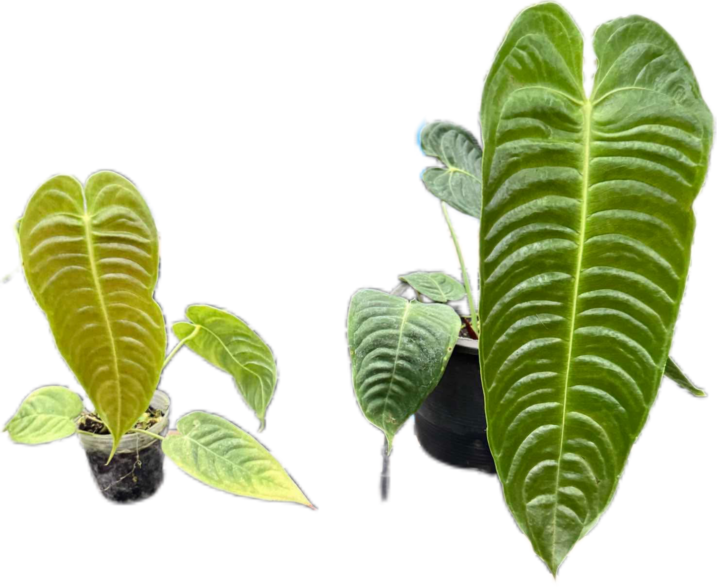 Anthurium veitchii (King Anthurium) – Rare Collector’s Plant Set of 5 Plants