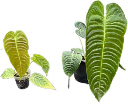 Anthurium veitchii (King Anthurium) – Rare Collector’s Plant Set of 5 Plants