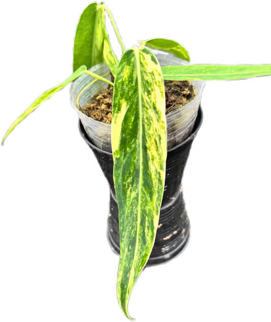 Anthurium warocqueanum ‘Queen Variegated’ – Rare Collector’s Anthurium