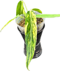 Anthurium warocqueanum ‘Queen Variegated’ – Rare Collector’s Anthurium