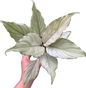 Spathiphyllum “Grey Ghost” Wholesale Set of 10 Plants