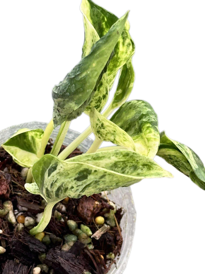 Epipremnum ‘Teruno Love Song’ Variegated